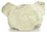 Fossil Whale Cervical Vertebra - Yorktown Formation #237625-3